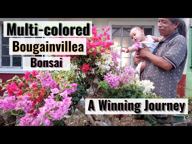 Vidéo Prononciation de multi-colored en Anglais