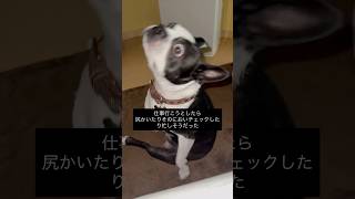 尻のかきかた最近覚えたおじさん犬 #ボストンテリア