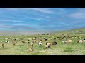 #258【VIVANT!!】モンゴルという大地を感じまくった日