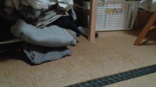 ベイブレードの最強改造とは普通のベイブレード