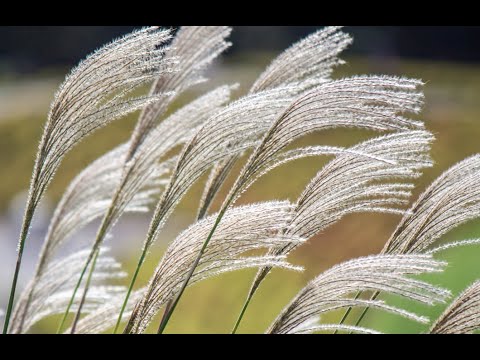 Explore Beautiful Choral Music from Taiwan