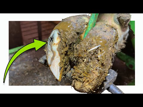 1 Cow ... 2 Serious Problems 🥹