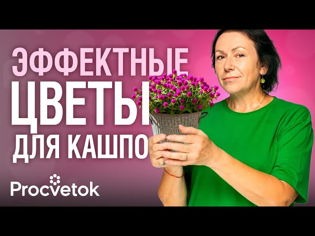 ЧТО ПОСАДИТЬ В КАШПО: 10 фантастически красивых цветов для балкона и сада