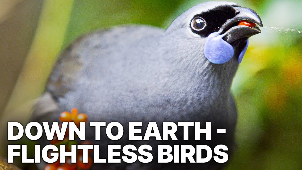 Down to Earth - Flightless Birds | Wildlife Documentary