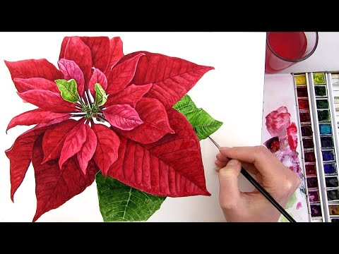 How to paint a realistic Poinsettia for your Christmas card in watercolour