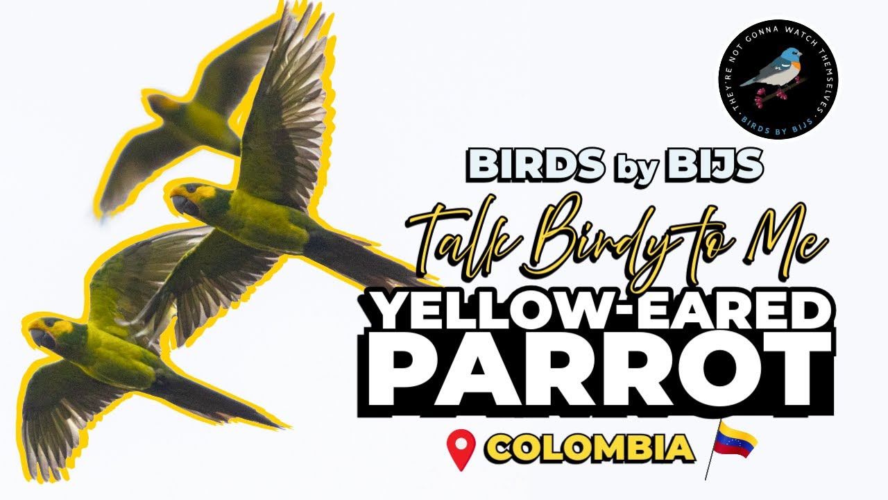 Yellow-eared Parrot - Birding Colombia - BIRDS by BIJS