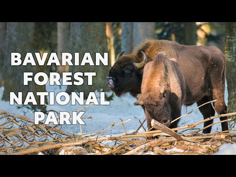 Exploring the Snowy National Park: What Will We Find? | Wildlife Photography