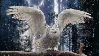 Snowflake the Snow Owl