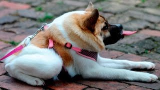 9 НЕОБЫЧНЫХ ЖИВОТНЫХ, В СУЩЕСТВОВАНИЕ КОТОРЫХ ВЫ НЕ ПОВЕРИТЕ