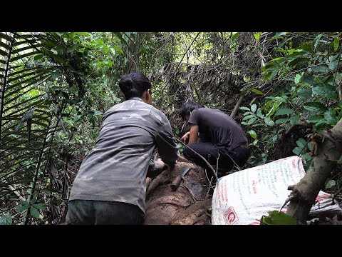 Nutritious food in rotting trunks, Survival Instinct, Episode 25