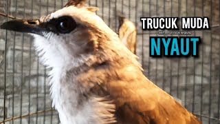 Download lagu trucukan gacor TARUNG ROPEL PANJANG pancingan trucukan agar bunyi jadikan burung trucuk gacor EMOSI mp3