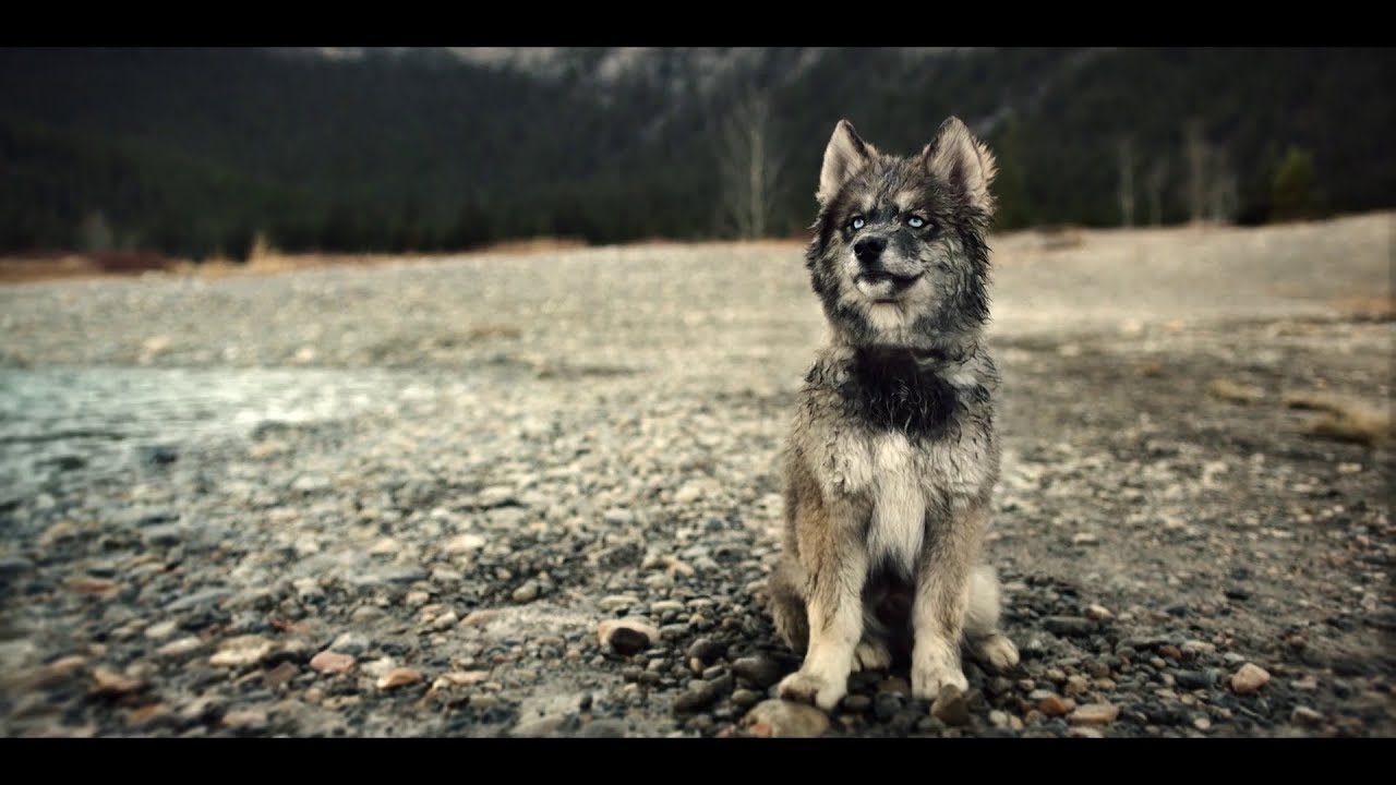 Miniature de la vidéo Togo - Bande Annonce [VOST] du film Togo