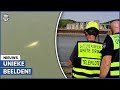Drone filmt zeldzame dolfijn in Frans water