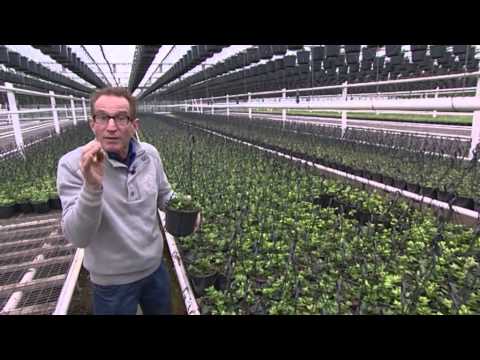 download lagu mp3 mp4 Bert Schouten, download mp3 Bert Schouten free downloadn, video klip Bert Schouten
