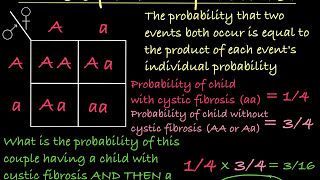 Probabilities and Punnett Squares