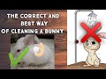 How To Clean Your Bunny| The Most Safe Method | (Part -1) - BinkyBunny How To Clean Your Bunny| The Most Safe Method | (Part -1)