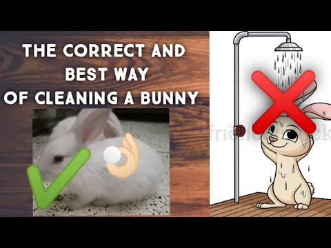 How To Clean Your Bunny| The Most Safe Method | (Part...