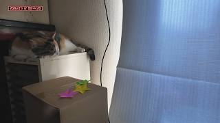 三毛猫フミちゃん　 LIVE配信#2　2026年7月12日　calico cat　(LIVE stream)