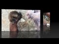 My Puppy Poops Out Live Worms Warning NASTY Deworming At Home