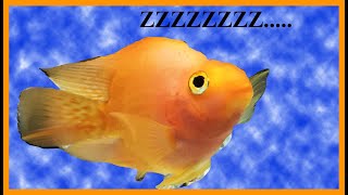 Blood Parrots SLEEPWALKING?? *WATCH!!!!*