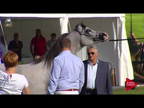 N.40 TF ANDRUS - 2017 Italian Nationals - Yearling Colts (Class 4B)