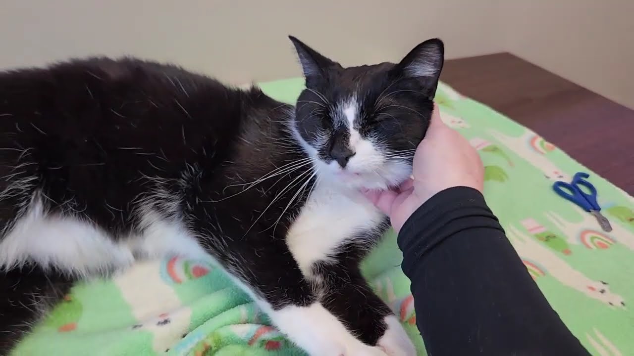 Phil, a ADOPTABLE Domestic Short Hair in Marshfield, WI video 6/6