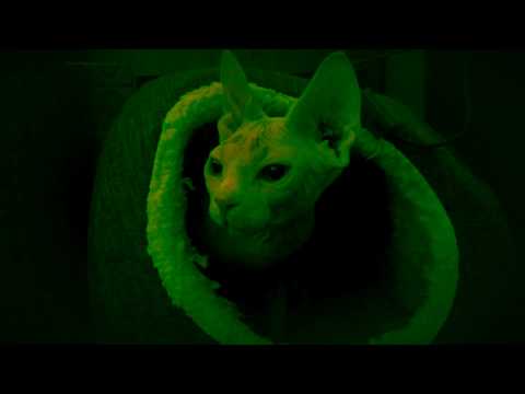 Particle Kid "Ring of Smoke"