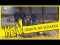 HEA! Drukte op de schapenboerderij