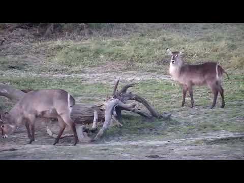 Djuma: Waterbucks - 17:30 - 10/03/2022