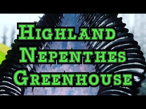 Highland Nepenthes Tour for December: Tweeking Nepenthes Lighting and cool weather leaf jumps