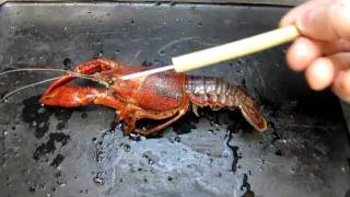 Crayfish Anatomy Part 1