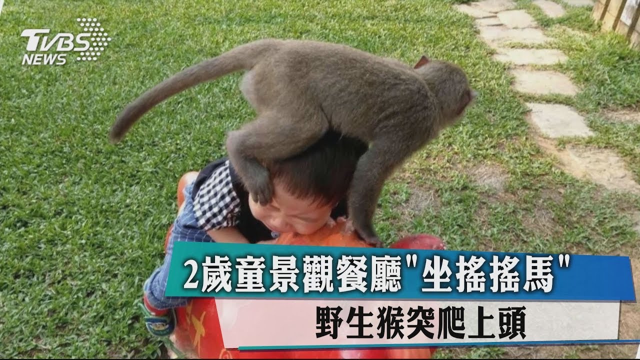 2歲童景觀餐廳「坐搖搖馬」 野生猴突爬上頭