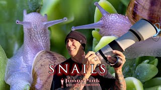 Are snails considered wildlife? Amazing little creatures.