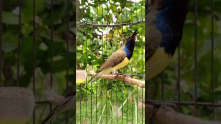 Download lagu suara burung sogon emosi ketemu lawan #shortvideo mp3