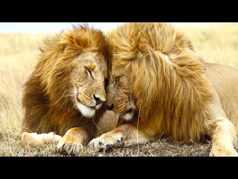 SECOND NATURE (Trailer) - Frameline48