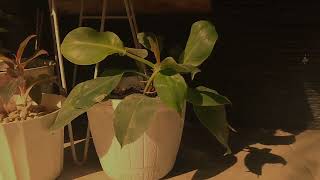 Download lagu STORY WA PAGI HARI | cinematic pagi hari | cinematic 30 detik | Story wa 30 detik | video cinematic mp3