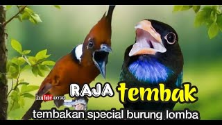 Download lagu RAJA TEMBAK special tembakan burung lomba kasar panjang cililin vs tengkek plus air mengalir mp3