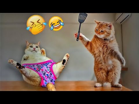 You Laugh You Lose😼🐶𝐅𝐮𝐧𝐧𝐢𝐞𝐬𝐭 𝐃𝐨𝐠𝐬 𝐚𝐧𝐝 𝐂𝐚𝐭𝐬 𝐌𝐨𝐦𝐞𝐧𝐭𝐬 𝟐𝟎𝟐5😽