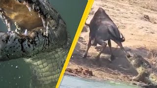 5 Crocodile Attacks Caught On Camera & Spotted In Real Life!