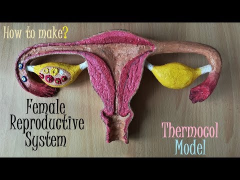 Making Female Reproductive System Model