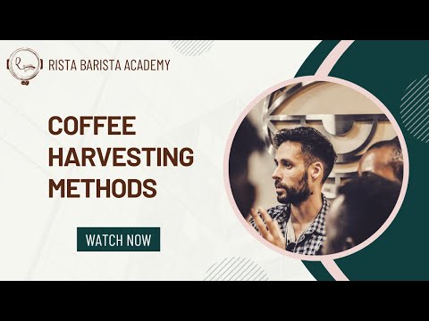 SCA CSP Introduction to coffee online classes - Ep 4/10 - Coffee Harvesting Methods