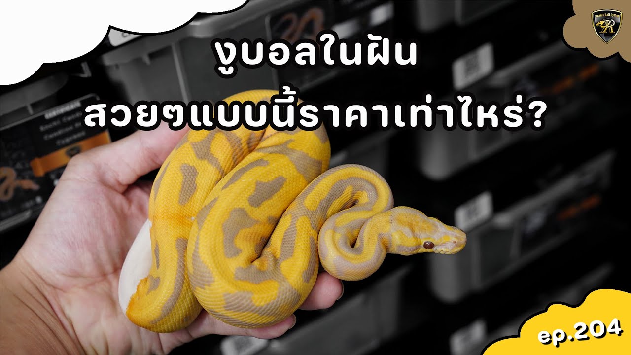 งูบอลสวยๆ ราคาเท่าไหร่?【 EP.204| 4K 】#realityballpython