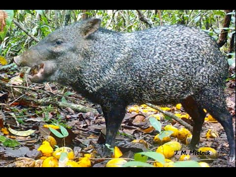 Antas, cutias, pacas, cateto e quati nos fundos do quintal no sítio