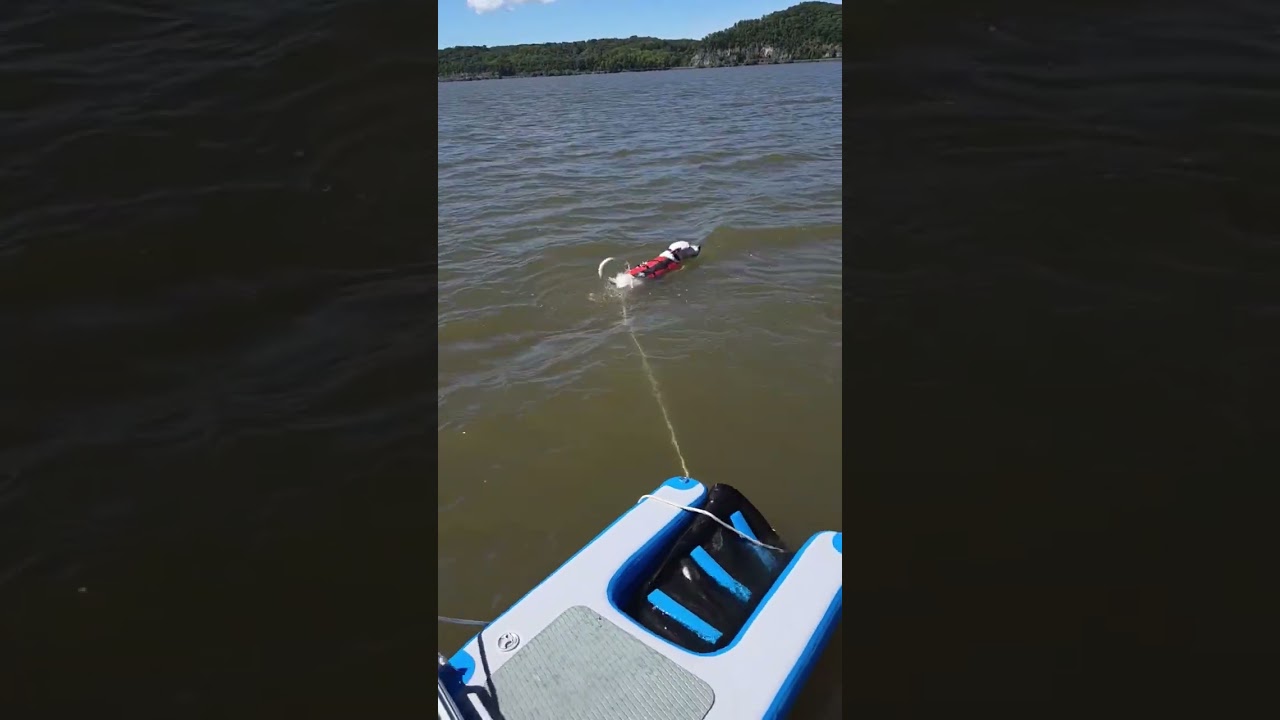 Enlarge Blizzard, a Adoptable mixed breed in Maybrook, NY video 5/5
