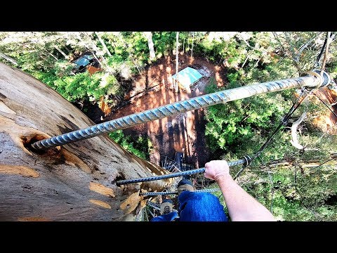 Scaling the World's Tallest Climbing Tree - No Safety Gear! Dave Evans Bicentennial Tree, Pemberton