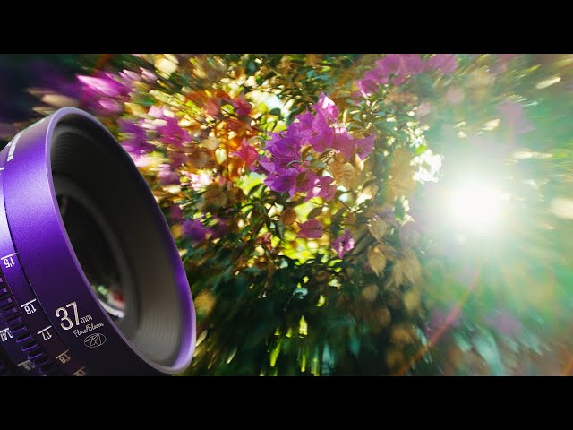 Vídeo relacionado con Objetivo de Cine Profesional 7artisans 57 mm T2.9 Floral Bloom Art Series, con Bokeh Explosivo, fotograma Completo, Enfoque Manual y Montura PL, para fotografía y Cine creativos, Morado.