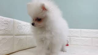 ポメラニアンの動画01