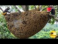 You Won T Believe How Farmers Harvest Millions Of Tons Of Honey From Dangerous Cliffs