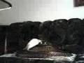 Ralf The Rat 2