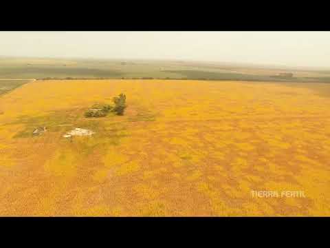 Campo agrícola en venta en El Tío Córdoba | 110 ha sobre Ruta 19